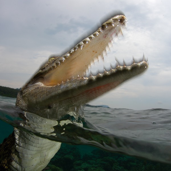 Yeang's winning image of a salt water crocodile