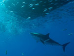 Danger on the rise for Guadalupe shark divers Photo