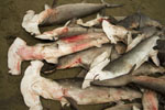 Petition to Ecuador’s President Correa to reinstate ban on shark finning Photo