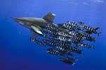 2007 Our World Underwater and DEEP Indonesia winners posted Photo