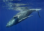 Iceland breaks 21-year-old commercial whaling ban Photo