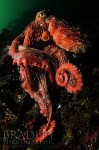 Amazing giant Pacific octopus images Photo