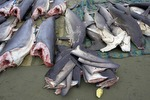 Queensland, Australia considers creating a dedicated shark fishery Photo