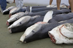 Support the Shark Conservation Act of 2009 Photo
