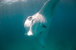 Mantas given protection by UN Conservation Convention Photo