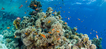 Study Shows Reefs May Survive Climate Change Photo