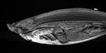 Project uses MRI scanners to digitize, database and document fish Photo
