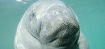Manatee influx closes Three Sisters Spring Photo