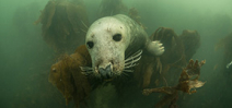 Seals use acoustic tags to hunt more efficiently Photo
