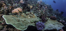 Article shows hope for coral reefs Photo