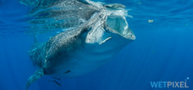 Spaces available: Wetpixel Whale Sharks 2016 Photo