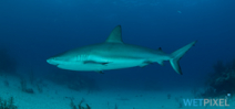 Costa Rica pledges not to protect sharks Photo