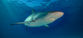 Canada bans shark fin trade Photo