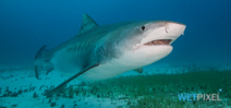 NOAA reopens Florida shark fishery Photo