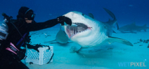US Congress considers banning shark feeding Photo