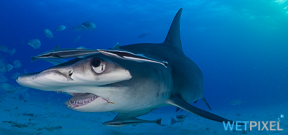 Colombia Announces Ban on Shark Fishing Photo