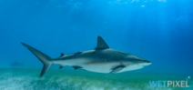 Paper Examines Impact of Divers on Reef Sharks Photo