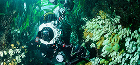 Study Predicts Huge Growth in Underwater Camera Sales Photo