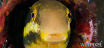 Paper studies fangblenny venom and its effects Photo