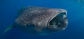 NOAA Webinar About Whale Sharks Photo
