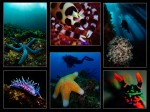 Results of the DIVER Beginners Portfolio Competition announced Photo