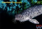 Issue 64 of Underwater Photography Magazine available Photo