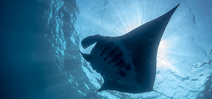 CITES shark and manta protection comes into force Photo