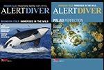 Alert Diver seeks opinions on its next cover Photo
