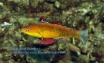 New wrasse species named Photo