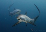 Thresher shark images on Wetpixel Facebook group Photo