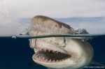 New study shows effects of shark tourism on behavior Photo