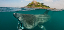 Basking sharks return to British waters Photo