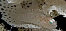 New species of goby discovered Photo