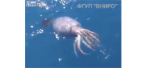Huge squid filmed off Russian fishing vessel Photo