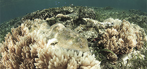 Australian team develops heat resistant corals Photo