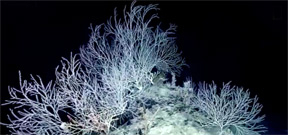 Deep-sea coral garden estimated at 1,000 years old Photo
