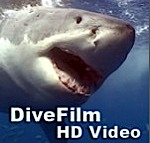 New DiveFilm HD podcast: Fiji in a Beat Photo