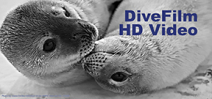 DiveFilm Podcast: Weddell seals Photo