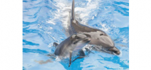 France has banned the captive breeding of dolphins and whales Photo