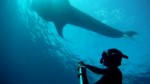 Freediving with whale sharks Photo