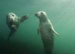 Trip report: Wetpixel Farne Islands Seal trip Photo