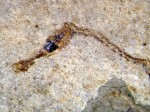 Fossil record of pygmy pipefish found in Slovenia Photo