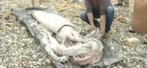 Giant Squid washes ashore in Cantabria, Spain Photo