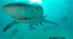 New DiveFilm HD podcast: Shark Bite GoPro Photo