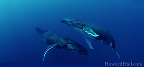 Video: Howard Hall’s Leviathan Photo