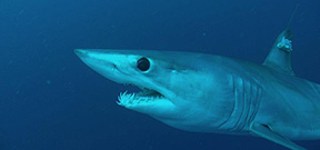 Guy Harvey tags shortfin mako sharks Photo