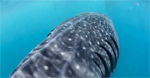 Video: Whale Shark Island by Kip Evans Photo
