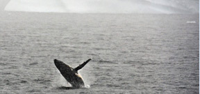 Pregnant humpback whales surge near Antarctica Photo