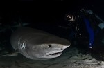 Trip report: Wetpixel Bahamas Sharks and Dolphins 2012 Photo