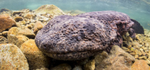 Article: Japanese Giant Salamanders by Don Silcock Photo